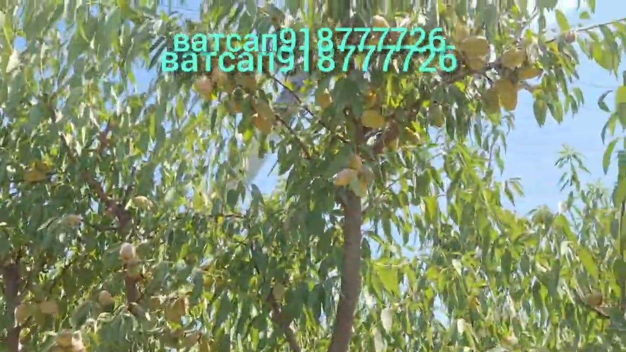 Королевский миндаль—высокое качество, тонкая бумажная кожура, отличный вкус и товарный вид.918777726