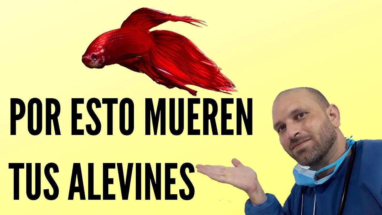 POR ESTO MUEREN TUS ALEVINES BETTA