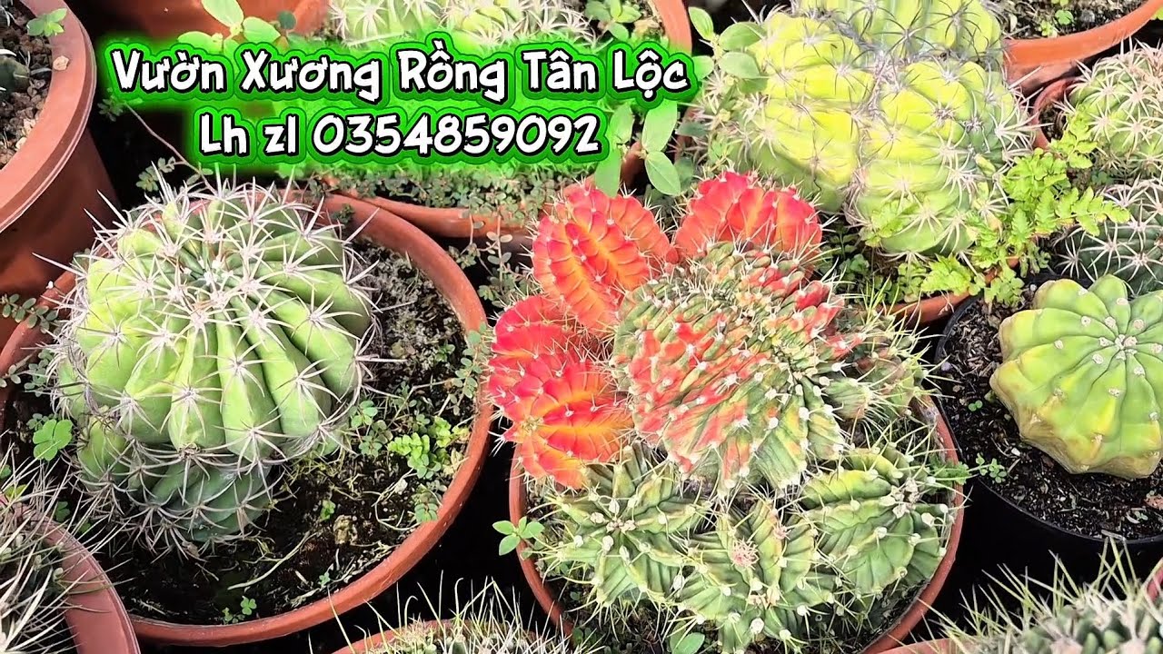Cùng ngắm Xương Rồng nhiều loại rất đẹp.