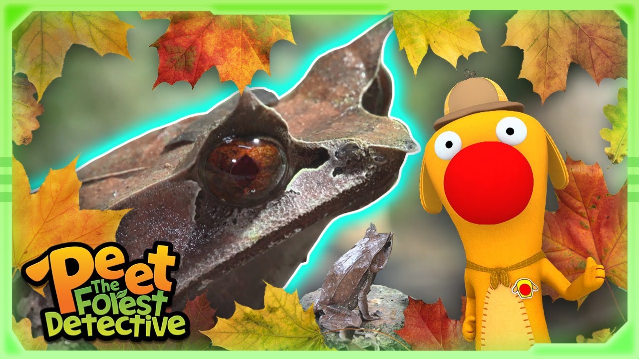 Mysterious Horned Insect Hunter 🐸🪰 | Full Episode | Cartoons for Kids | Peet The Forest Detective