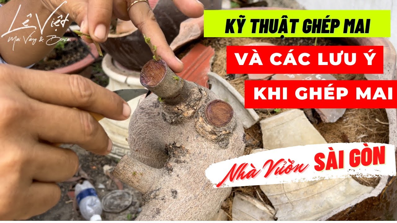Kinh nghiệm ghép Mai & các  lưu ý thường gặp khi ghép- nhà vườn tại Sài Gòn- Lê Việt Mai Vàng Bonsai