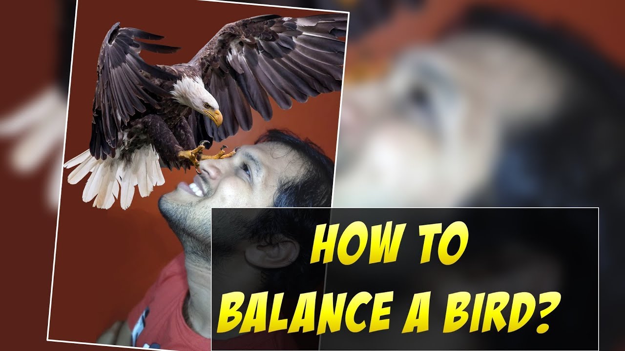 The Secret Behind Balancing Bird