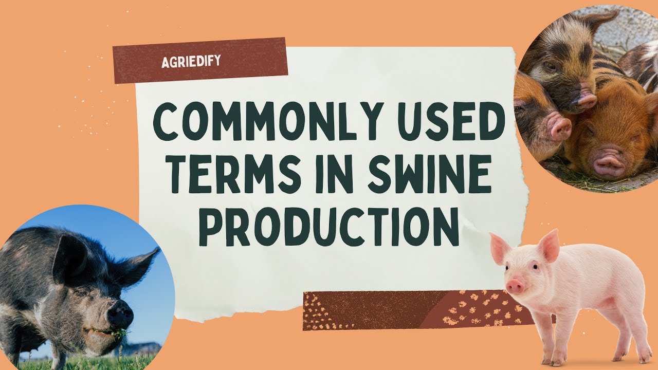 SWINE PRODUCTION | Commonly used terms | Animal Science