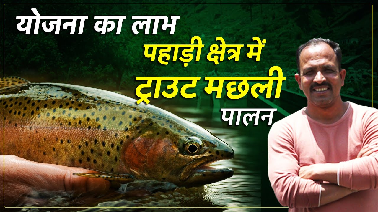 Fish Farming: बहते पानी में कैसे करें ट्राउट मछली पालन, जानिए पंचम सिंह से। Trout Fish Farming