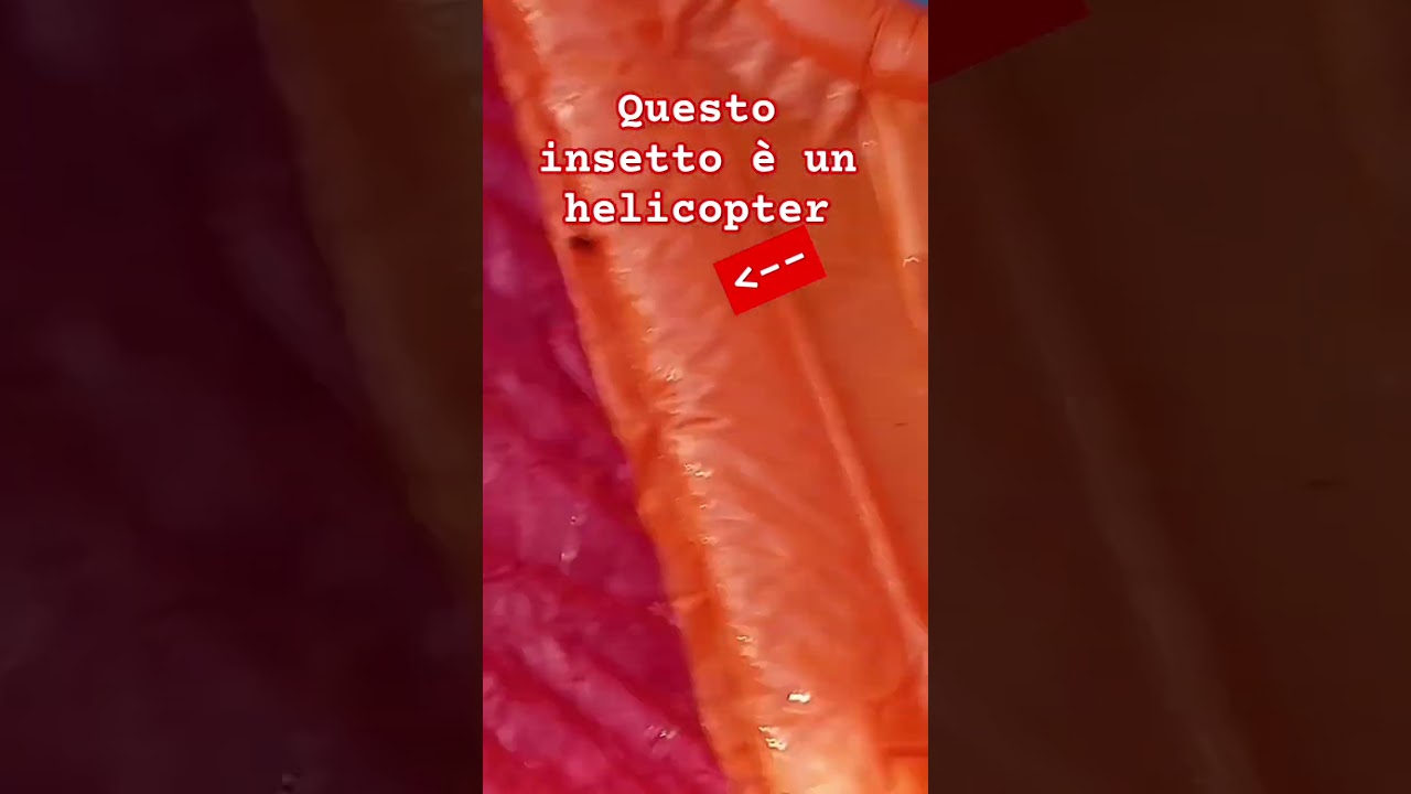 questo insetto &egrave; un helicopter #memes #мем #funny #