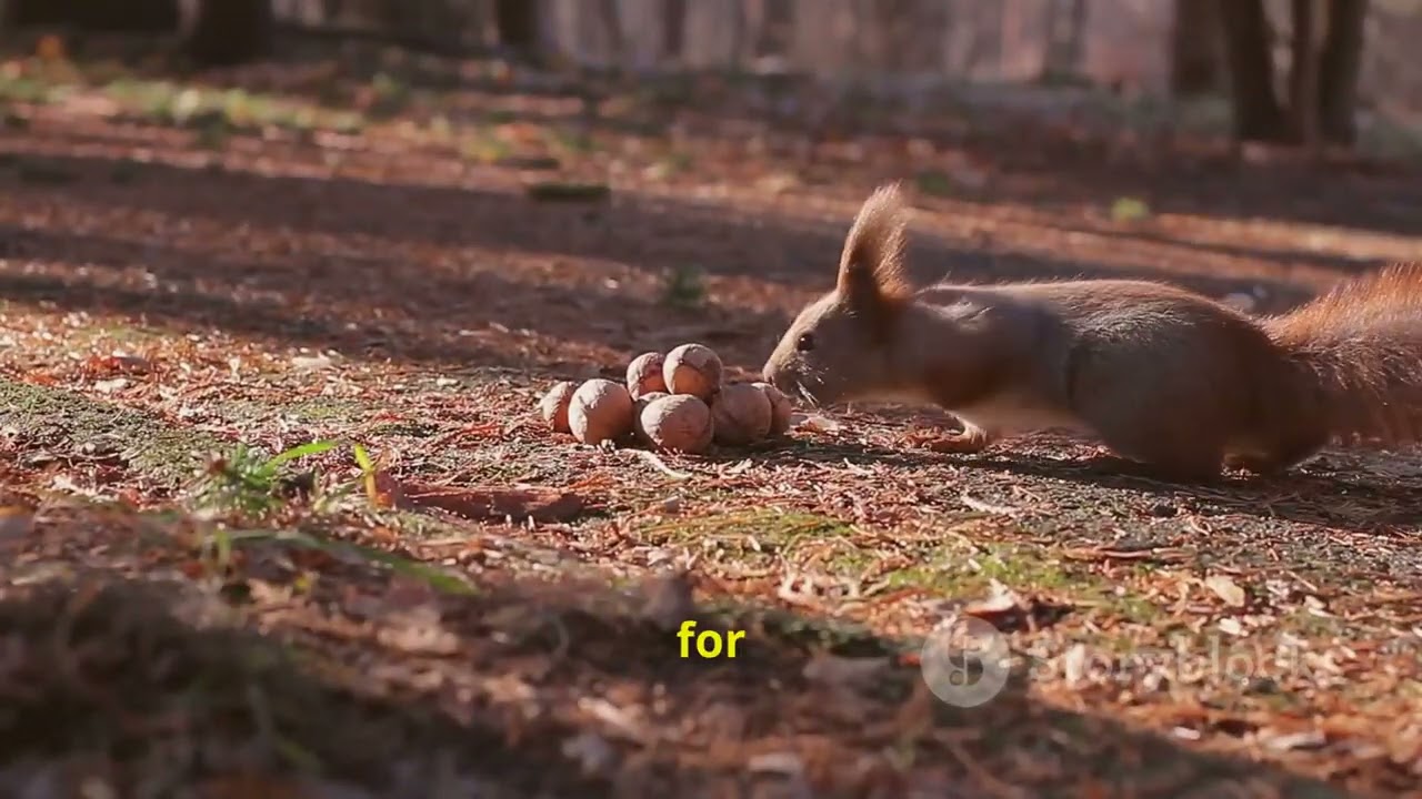 Squirrel| Types, Habits & Adaptations