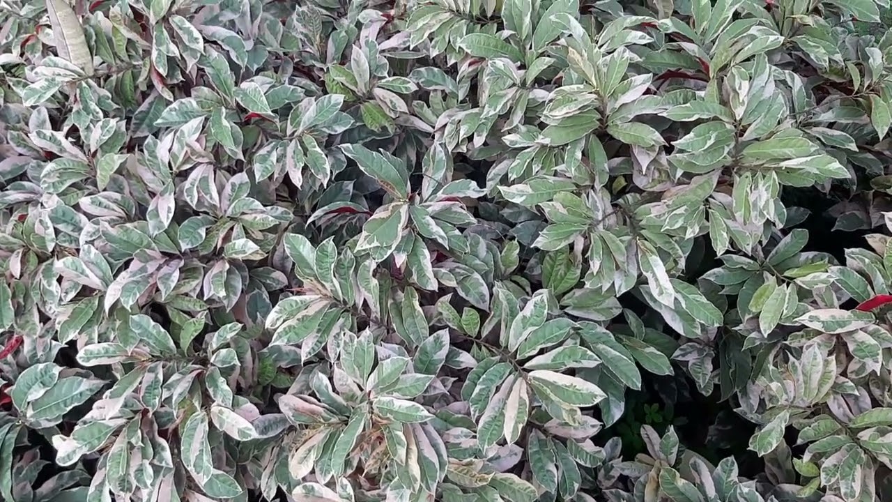 PANDACAQUI PLANTS || COLORFUL #PLANTS #PLANTSTOUR #PLANTSLOVERS