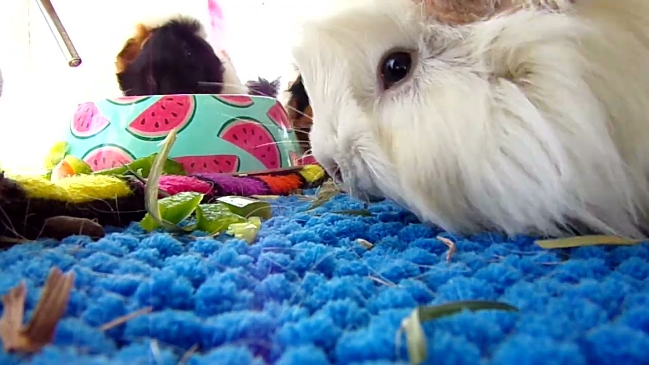 Guinea Pigs Eating ASMR | Sounds of Guinea pigs Chewing | Relaxing Guinea Pigs