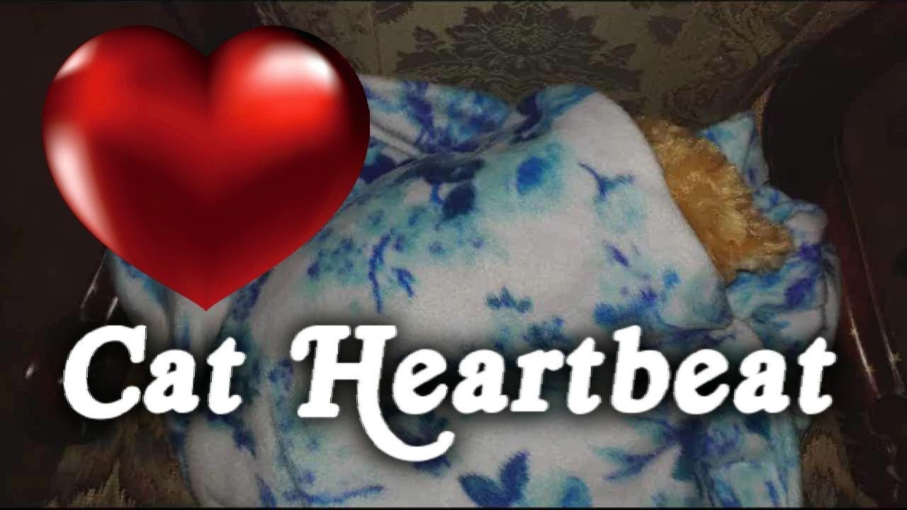 ▶️ Cat Heartbeat. Kitten Sleep Training. Cat Heartbeat Sound Effect. Heartbeat Sound. 12 Hours. 🌏