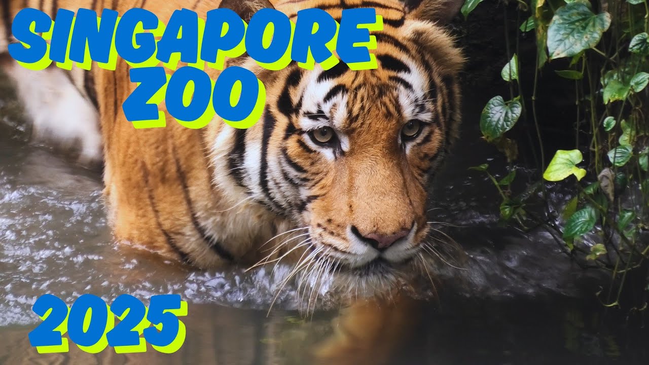 Singapore Zoo 2025