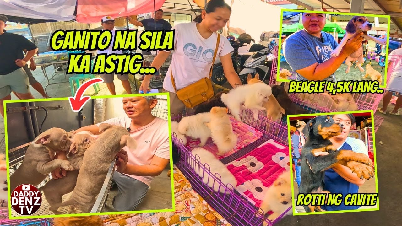 ALAGANG KENNEL KUMPLETO NA BAKUNA AALAGAAN NALANG..  / KENNEL VISIT & GROTTO PETS CONTINUATION..