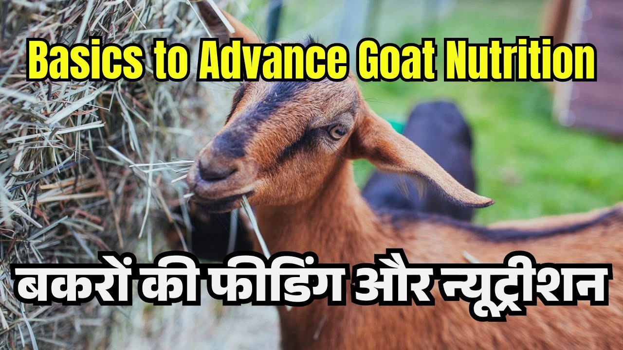 Basics to Advance Goat Nutrition | बकरों की फीडिंग और पोषण | Ali Veterinary Wisdom