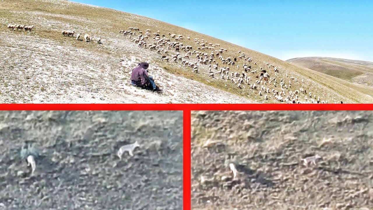 2 волка напали на овцу