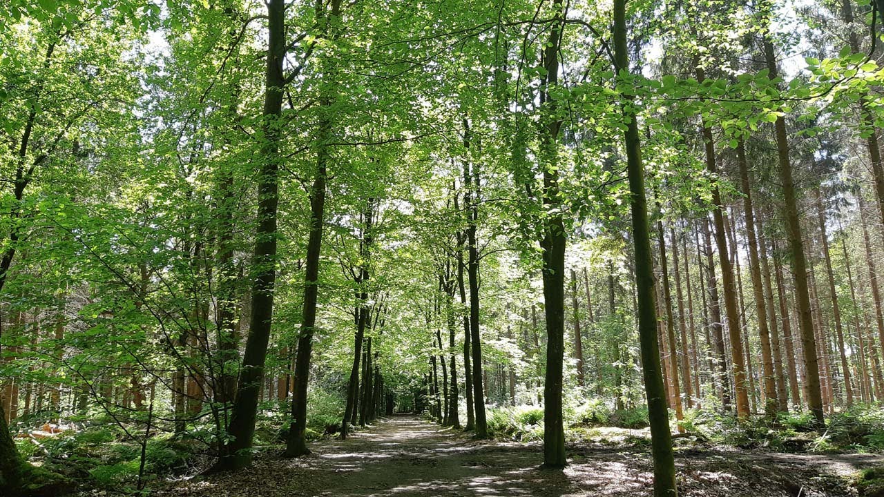 Asserbos National Forest in Assen // Province Drenthe - Netherlands