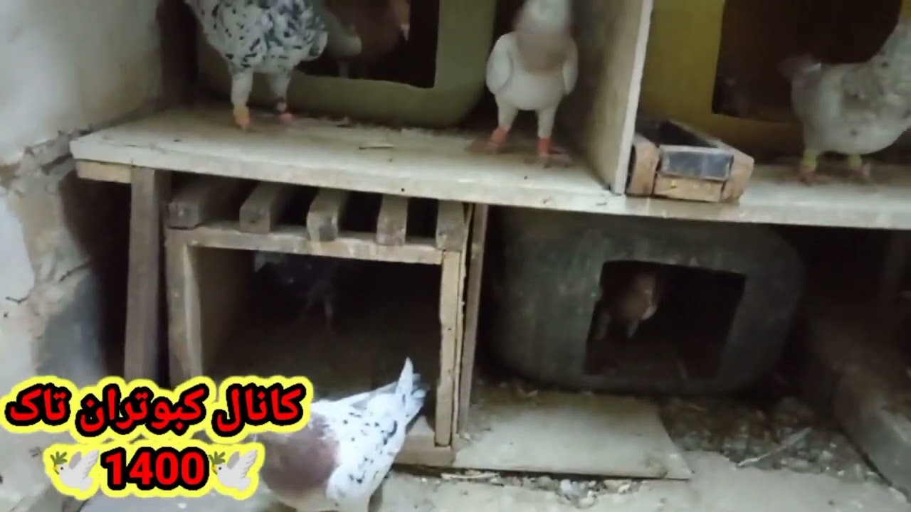 علت زدن کبوتر هنگام جفت زدن وچند نکته دیگه