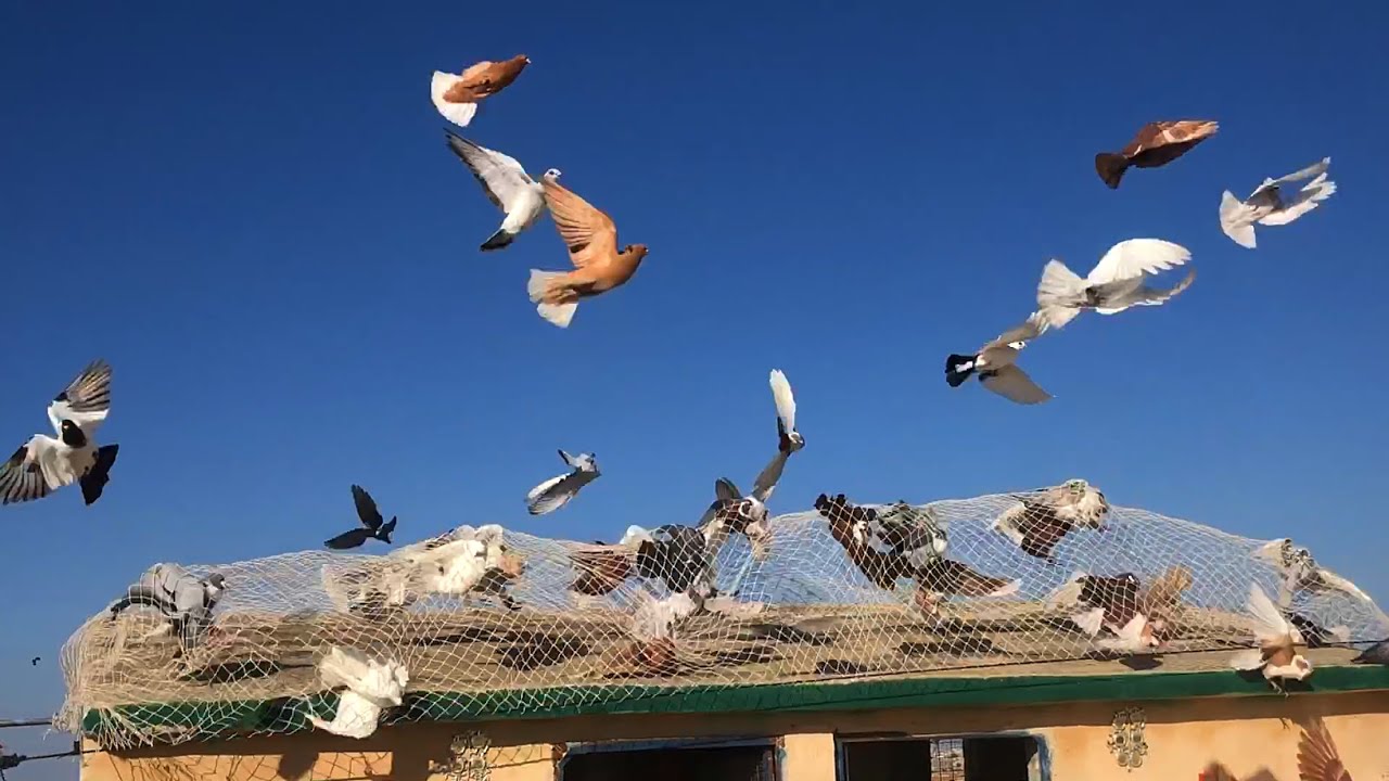 صيد بربريسي اصفر ومات السكري الاسود تابع لفيديو 😳
