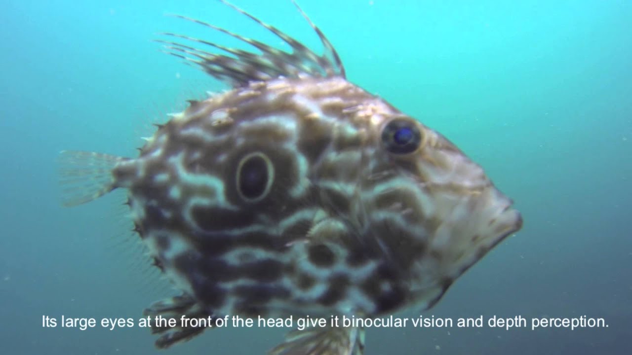 Dorset Sealife: Chesil Cove Underwater 27.08.2013 (John Dory)