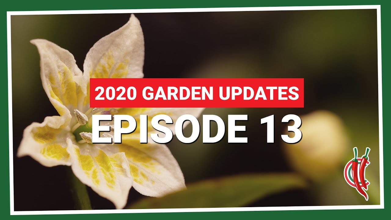 Piri Piri x Lemon Drop update. And final episode for 2020 (2020.E13 Garden Updates)