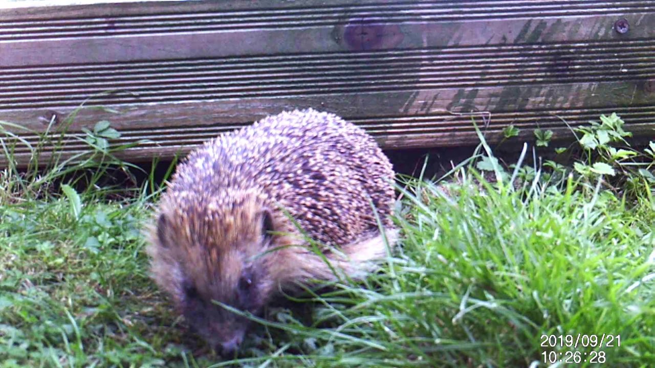 Des hérissons dans notre jardin