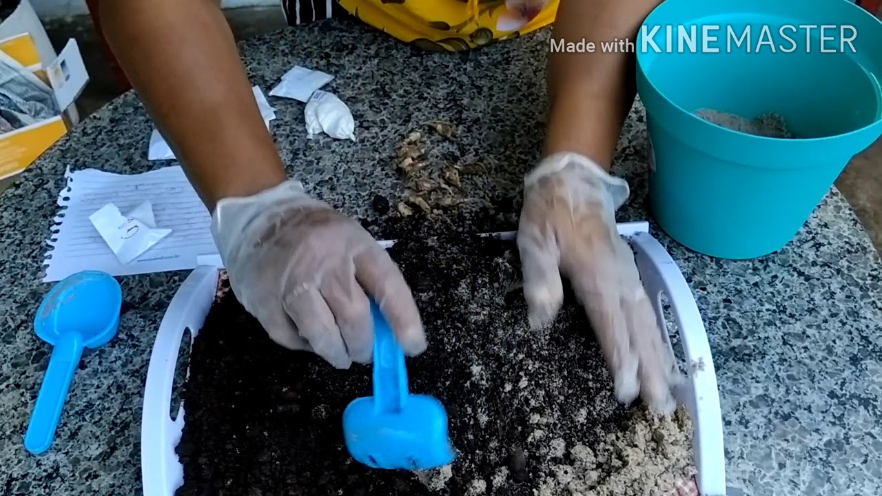 Recebendo e plantando o Jacinto.