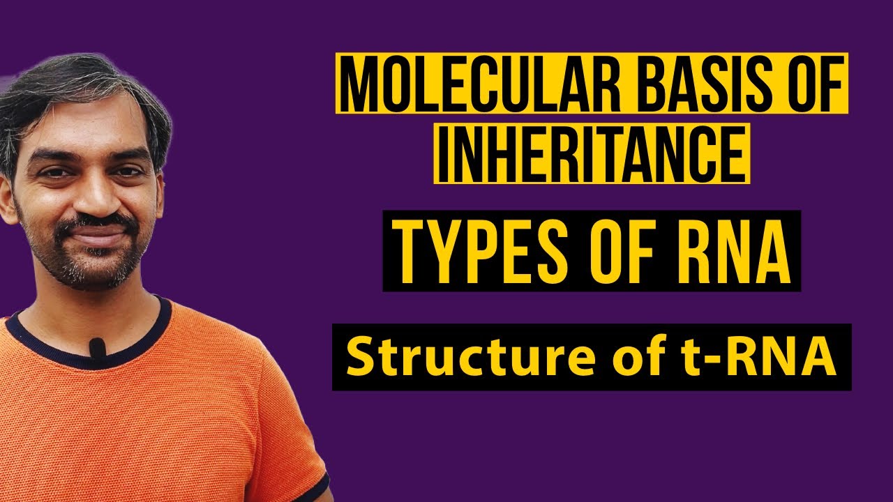 Types of RNA | Structure of tRNA | Molecular Basis of Inheritance
