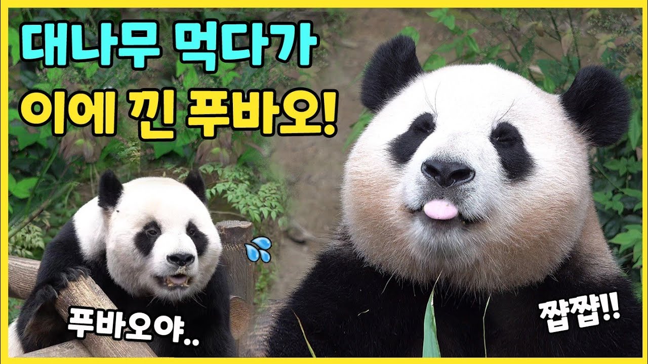 아기맹수 푸바오의 건치 자랑 시간🤣 새순 골라 먹다 이에 껴도 밥만 잘 먹더라🎵 으른판다 러바오의 파리쫓기!! 대나무 모빌을 가지고 놀아요🩷