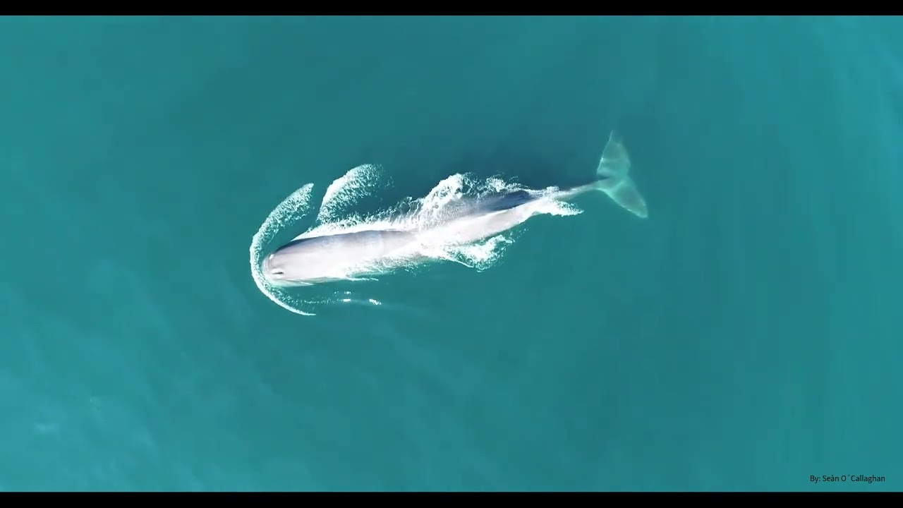 Suction tag attachment of Spermwhale©SeànOCallaghan