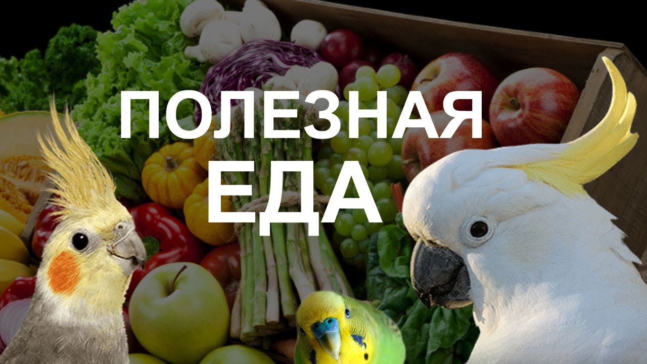 Как и чем ПРАВИЛЬНО КОРМИТЬ ПОПУГАЯ - лучшее видео