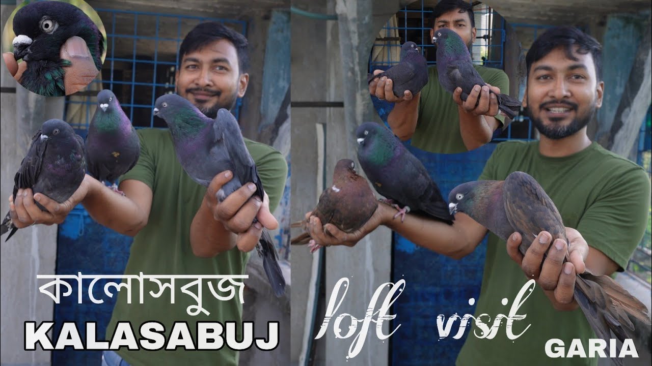KALASABUJ PIGEON LOFT VISIT AT GARIA , KOLKATA PIGEONS LOFT - AKRAM KHAN  ( 8240175537 )