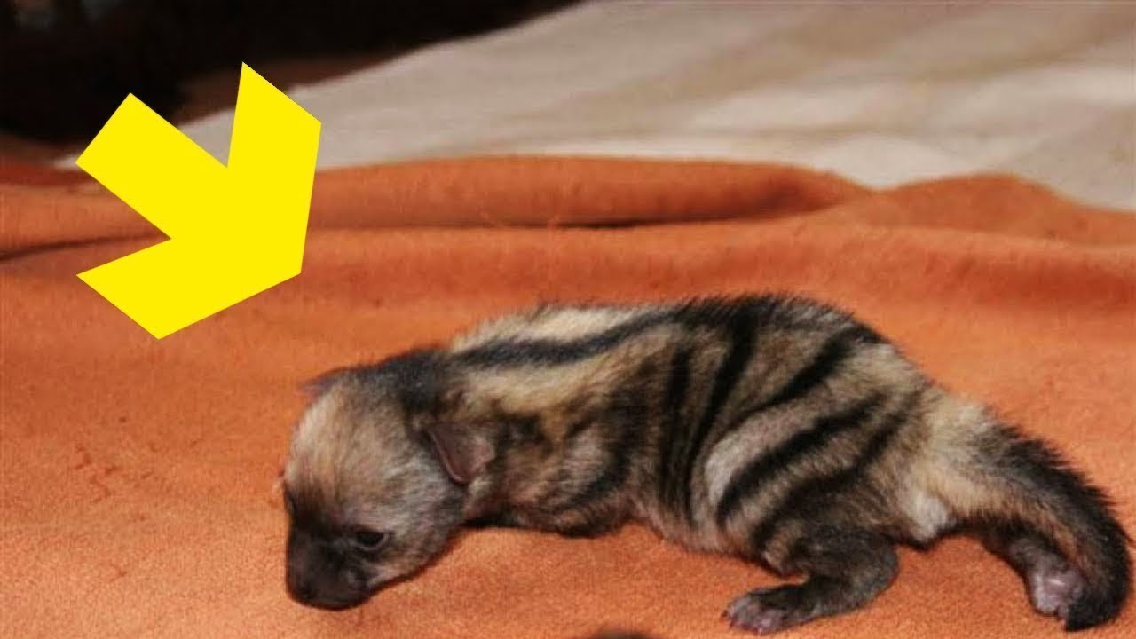 The Aardwolf Might Be The Cutest Little Creature In The World And We&rsquo;re Totally In Love