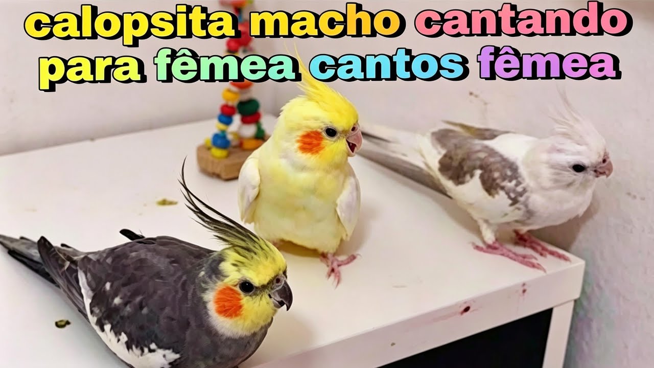 calopsita macho cantando para duas  calopsita f&ecirc;mea a sol e a coquinha