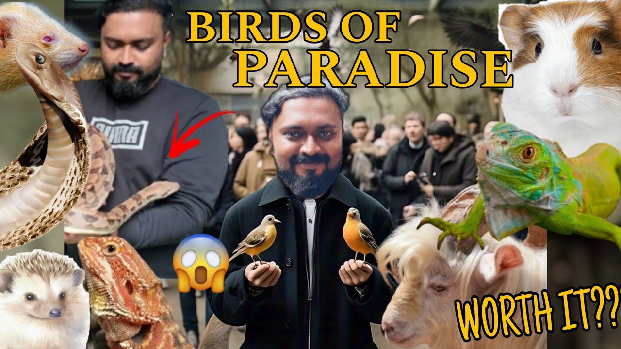 ❤️ Birds Of Paradise 😍 | Bengaluru | Kanakapura Rd | Covering all sanctuaries in Karnataka | Vlog 02