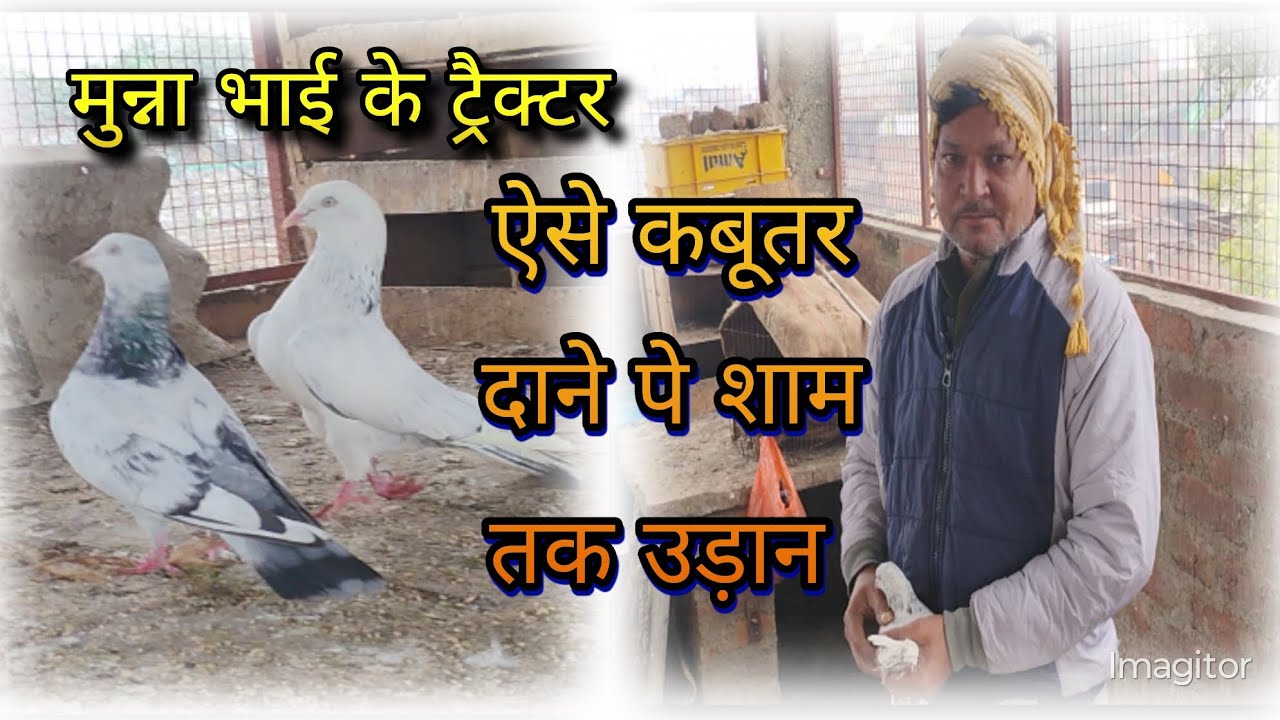 Breeder pigeons of munna मुन्ना भाई के कबूतर #desi highflyyer #pigeon #tedy #sad song #bird#kabooter