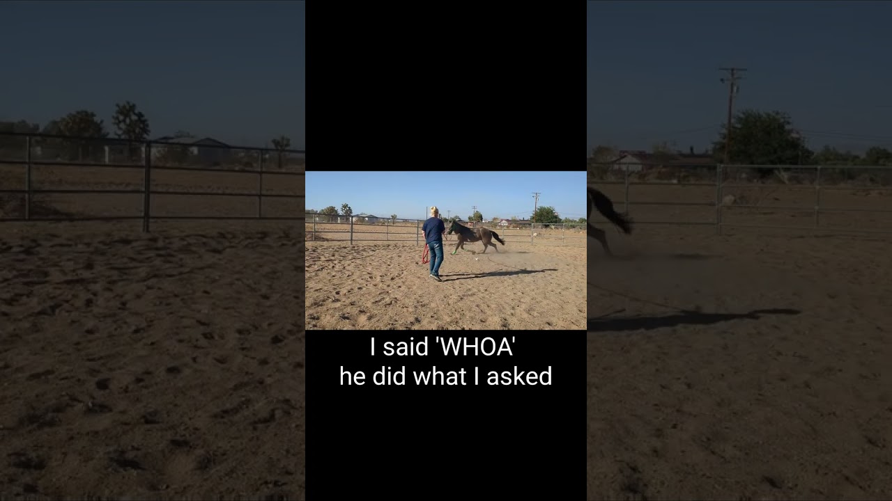 Colt with Whoa