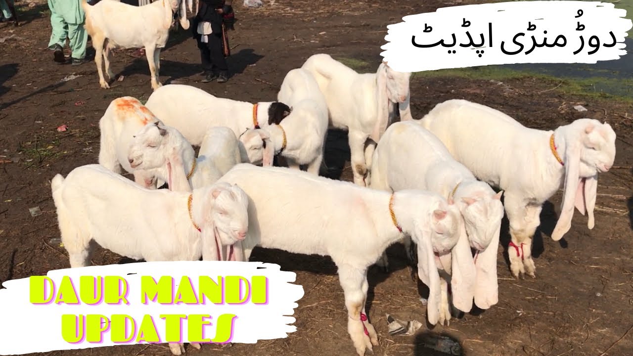 Daur Mandi Latest prices updates | Best gulabi goat market in pakistan | nawab shah bakra mandi