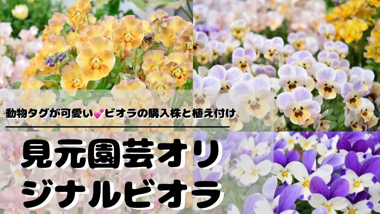 動物タグが可愛い！見元園芸オリジナルビオラ