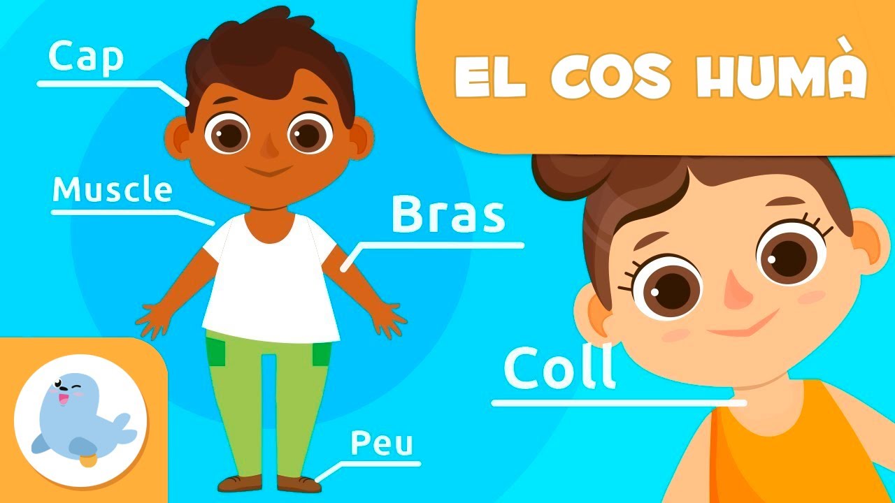 Les parts del cos humà per a nens | Vídeos educatius per a nens en català