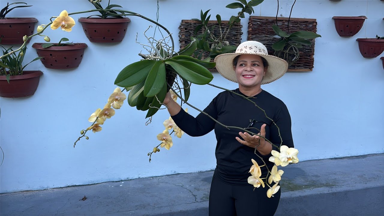 SEGREDO PRA CULTIVAR ORQUÍDEAS E ELAS DESENVOLVER MUITO