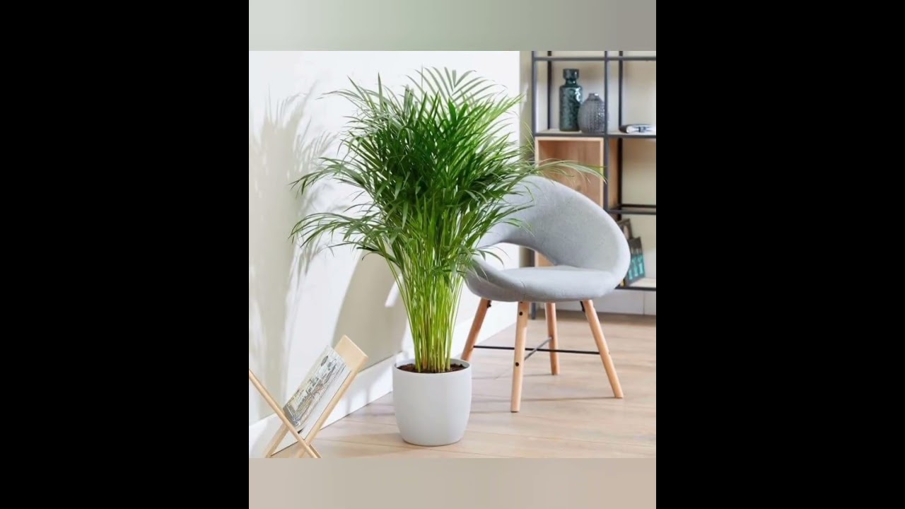 Modern Home Decor with Areca Palm Plants🪴
