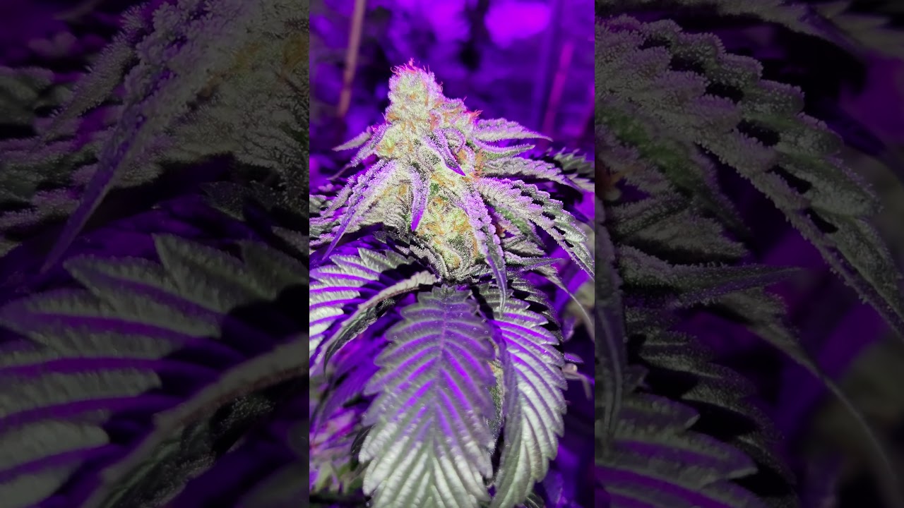 sugar rails Tom Ford Pink Kush