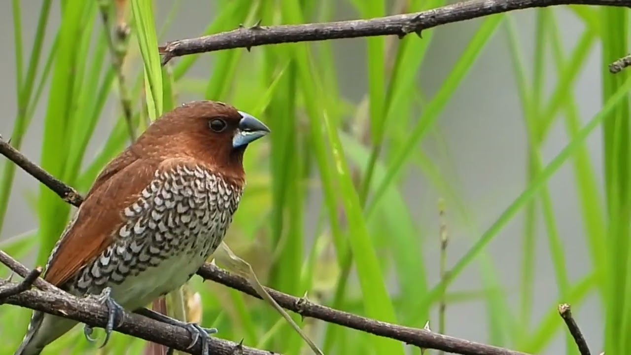 Relaksasi keindahan alam dan suara burung 