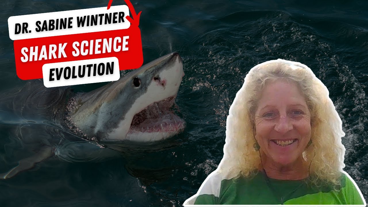 Shark Conservation in South Africa