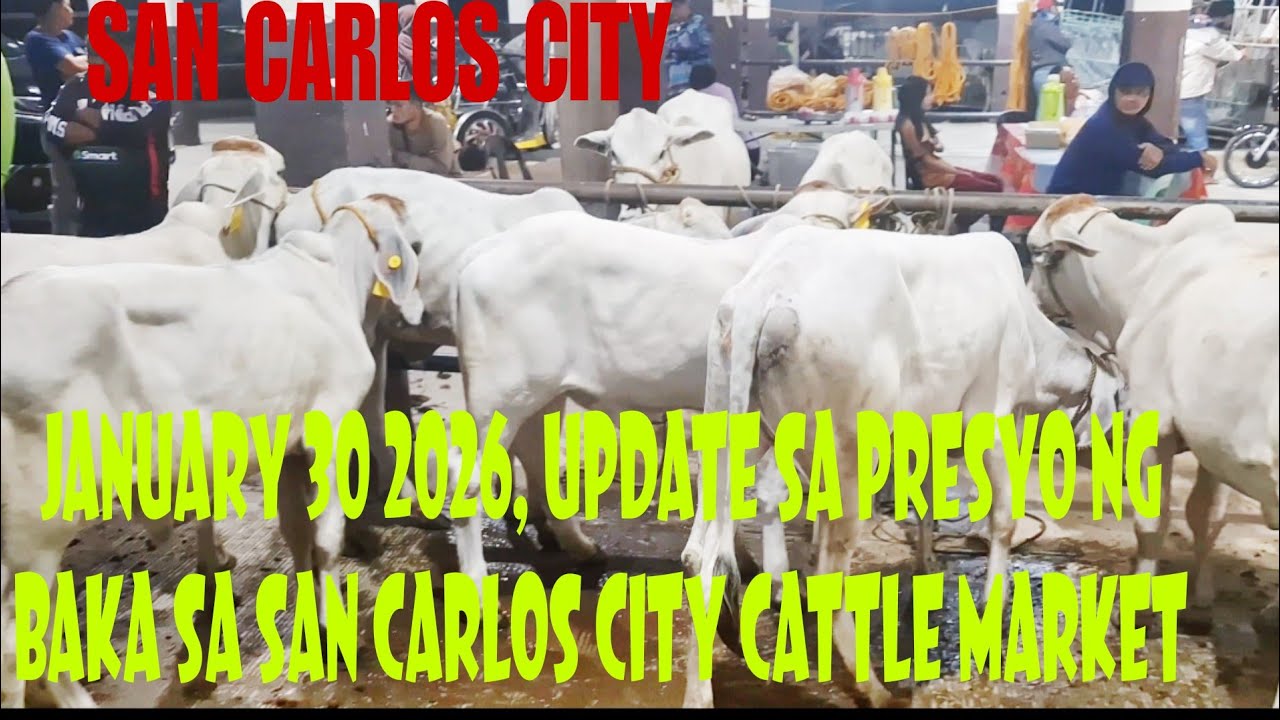 January 30, 2026 Update sa Presyo ng Baka sa San Carlos City Livestock Market #cow #livestockmarket