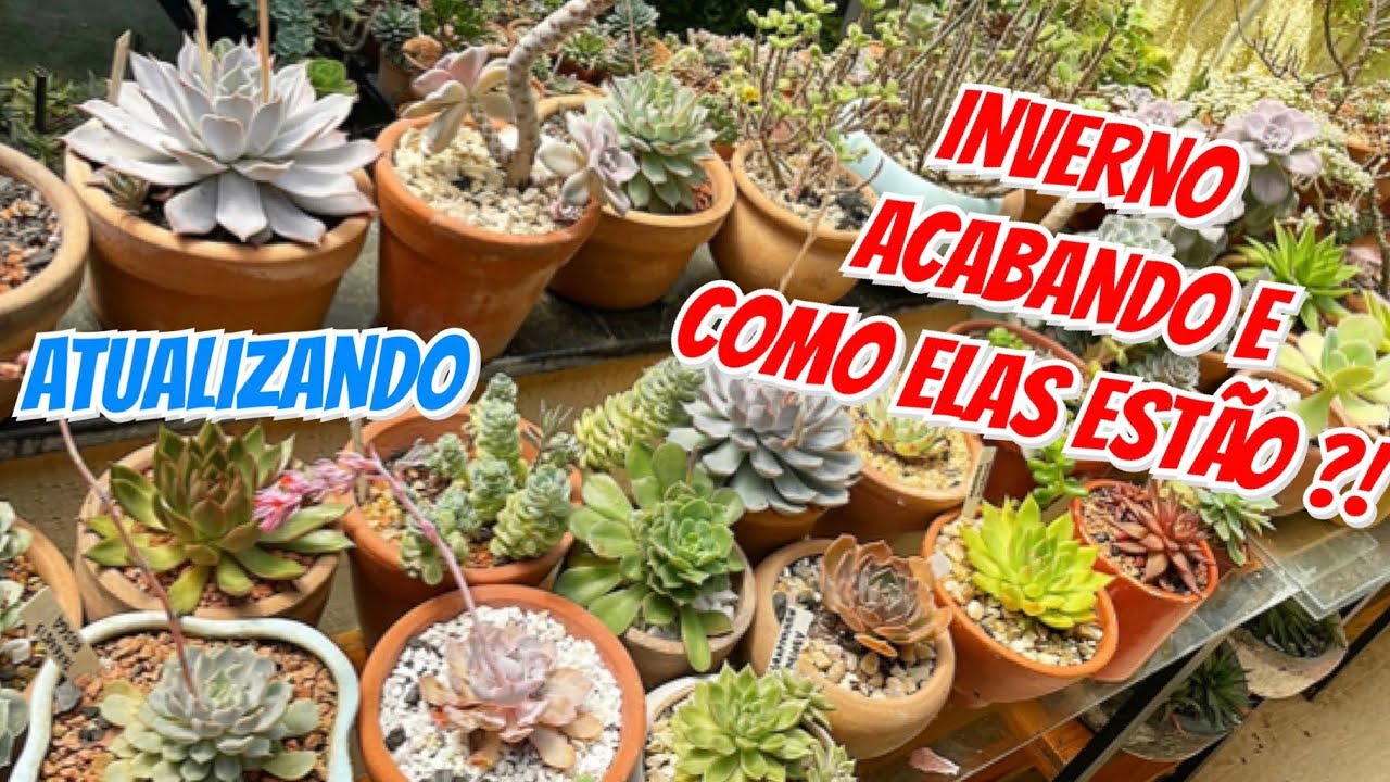 ATUALIZANDO A MINHA COLEÇÃO PARA VCS !!! @ammasuculentas7277