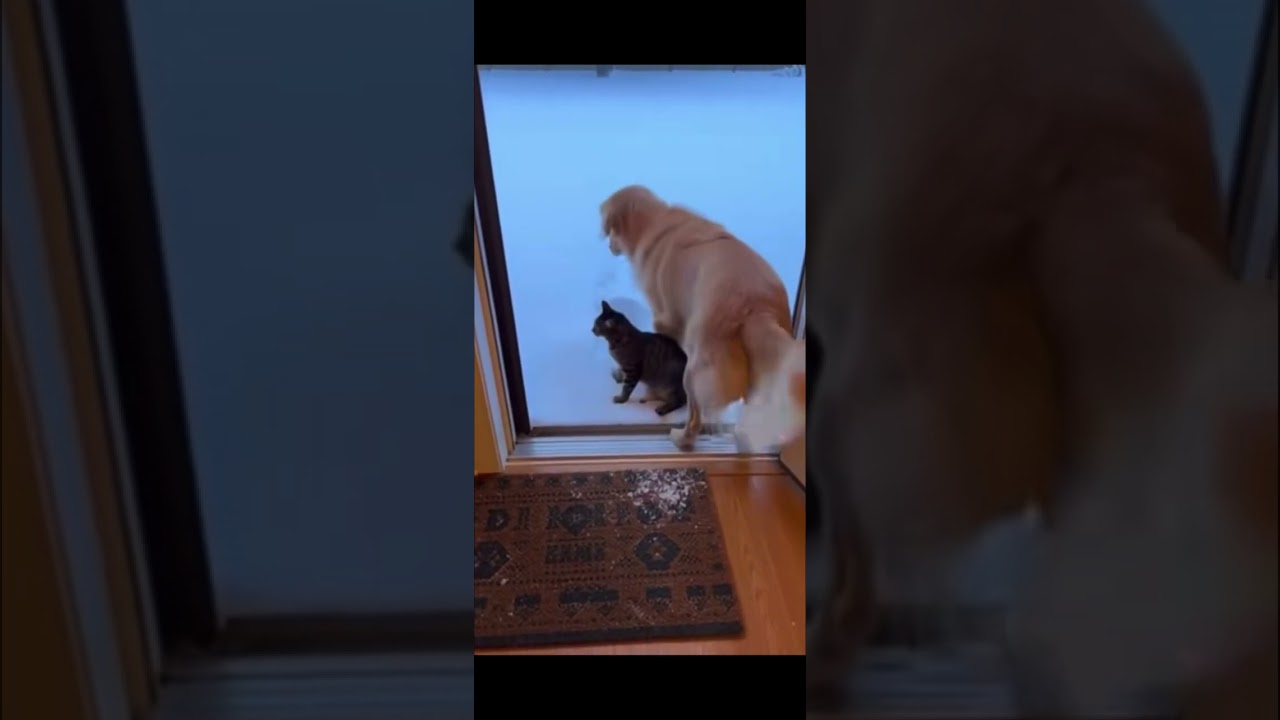 ¡Suscríbete si amas a tus peludos!!!