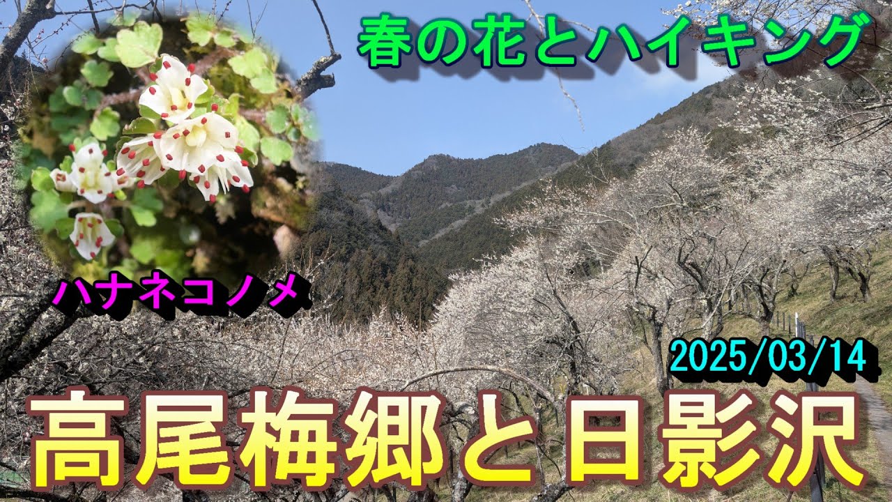 【春の花とハイキング】※小下沢梅林の一般開放が3/23まで延長されました！。高尾梅郷と日影沢