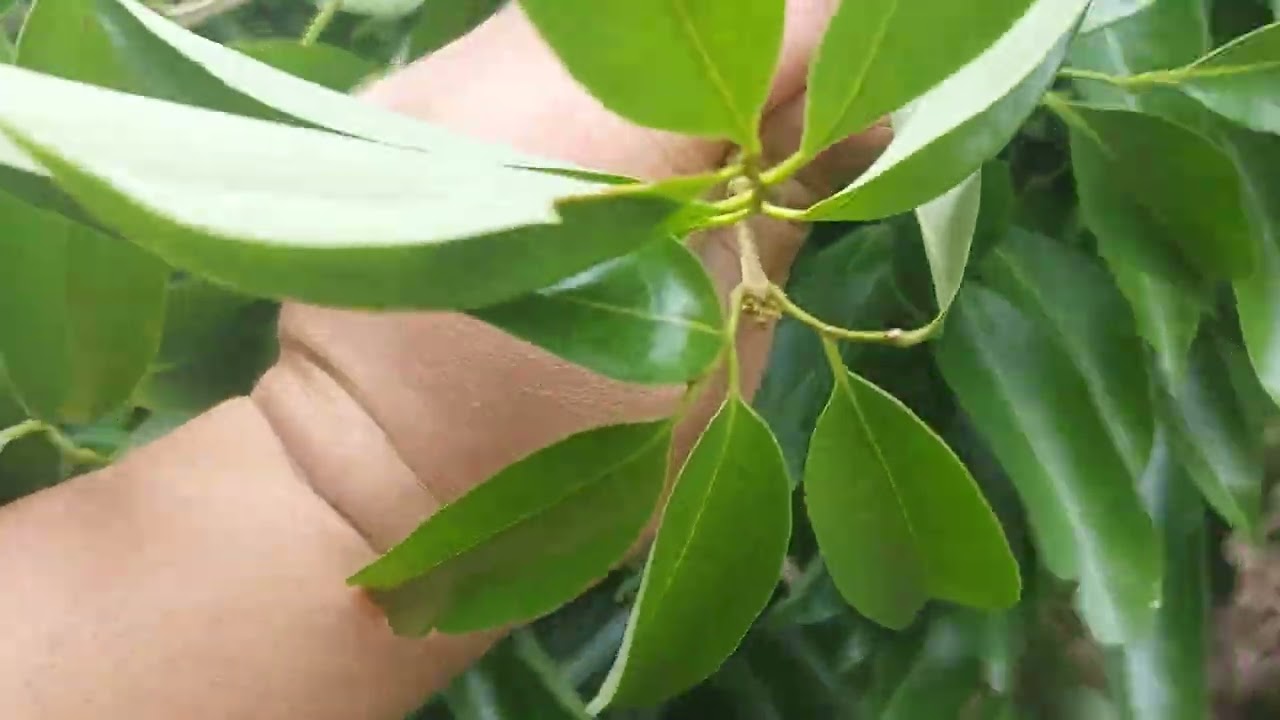Cành ra hoa, cành ra lộc, cành chưa báo gì ( vải thanh hà )