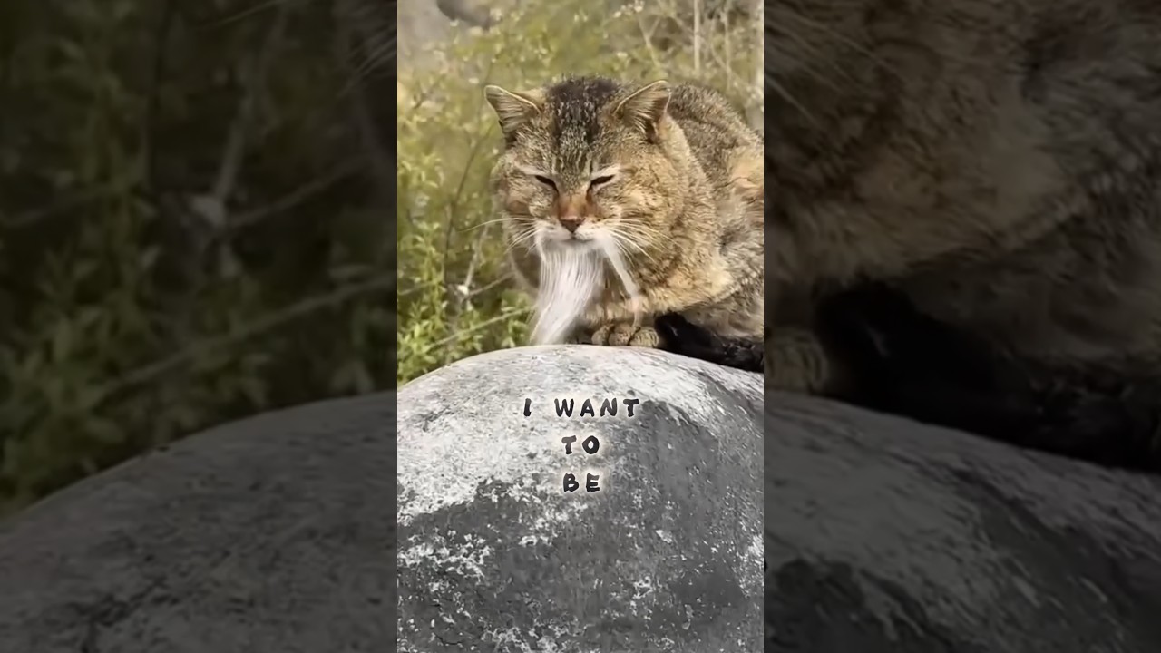 I Want to be Ninja #funnycats #ninja #cat