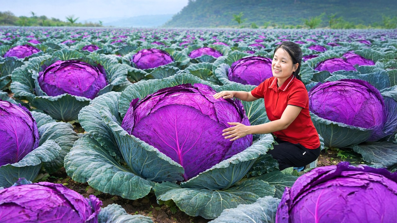 Harvesting 1000+kg Mutant Cabbage In The Forest Go To Market Sell | Ella - Free Bushcraft
