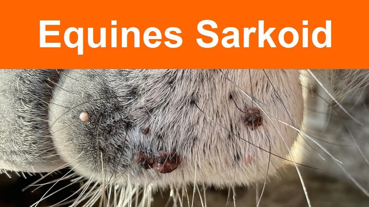 Equines Sarkoid - Ursachen und Ma&szlig;nahmen von Medizin &uuml;ber Naturheilkunde bis TCM